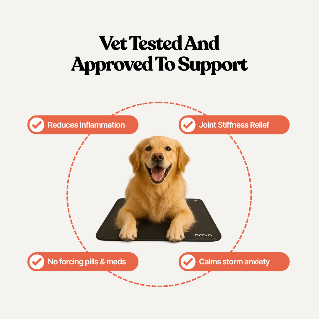 Protect your dog from joint pain and restless nights with Omin