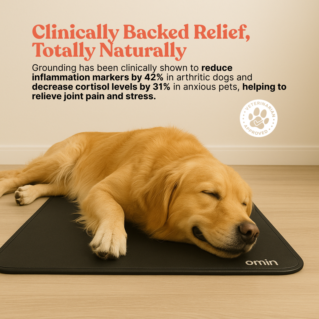 Protect your dog from joint pain and restless nights with Omin
