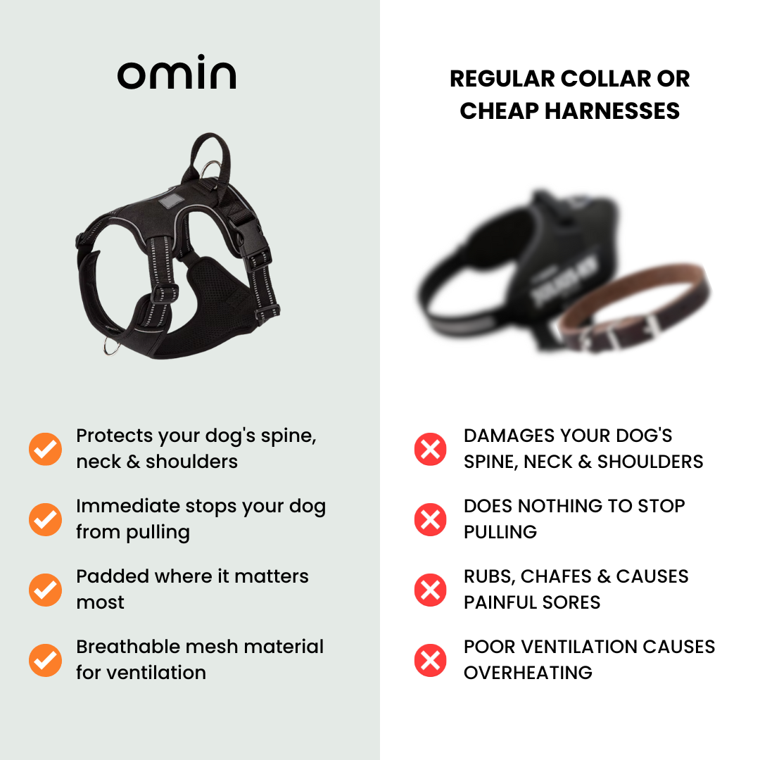 Protect Your Dog's Neck & Spine From Permanent Damage