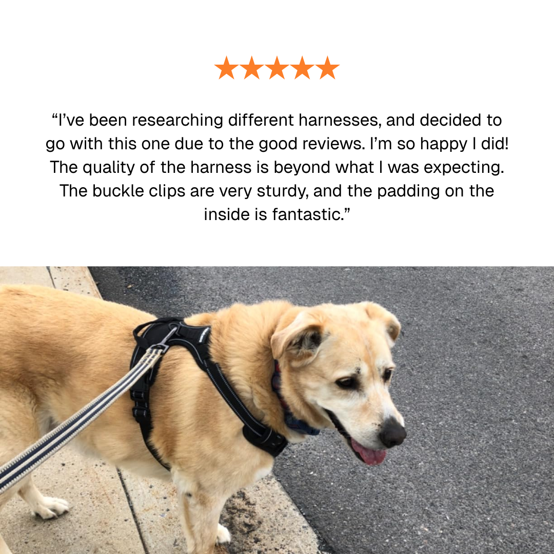 Protect Your Dog's Neck & Spine From Permanent Damage