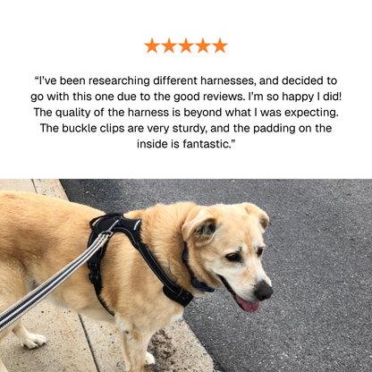 Protect Your Dog's Neck & Spine From Permanent Damage