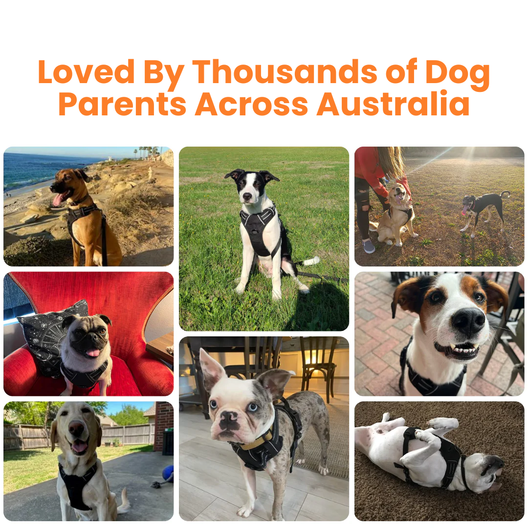 Protect Your Dog's Neck & Spine From Permanent Damage