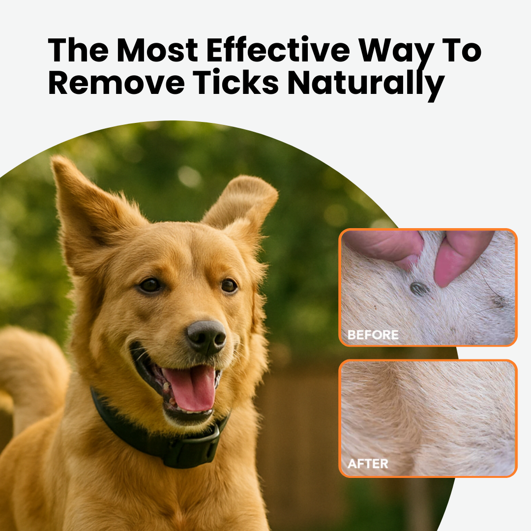 Stop Letting Your Furry Friend Suffer From Painful Fleas and Ticks