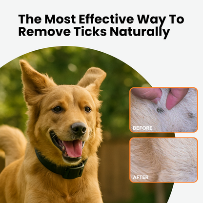 Stop Letting Your Furry Friend Suffer From Painful Fleas and Ticks