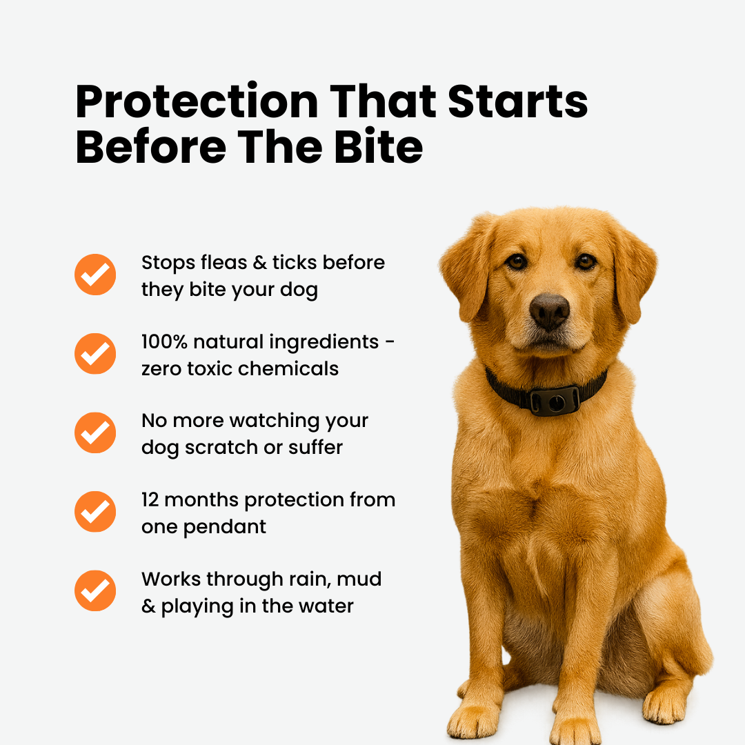 Stop Letting Your Furry Friend Suffer From Painful Fleas and Ticks