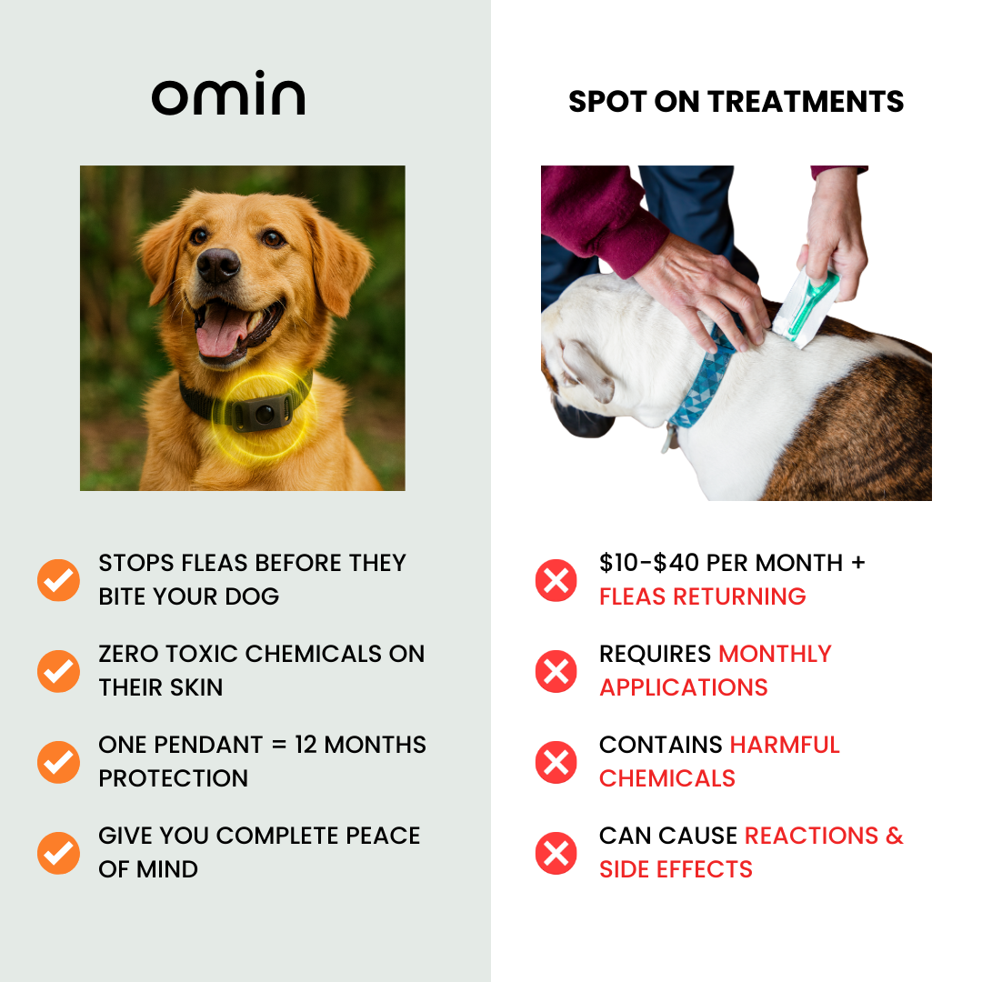 Stop Letting Your Furry Friend Suffer From Painful Fleas and Ticks