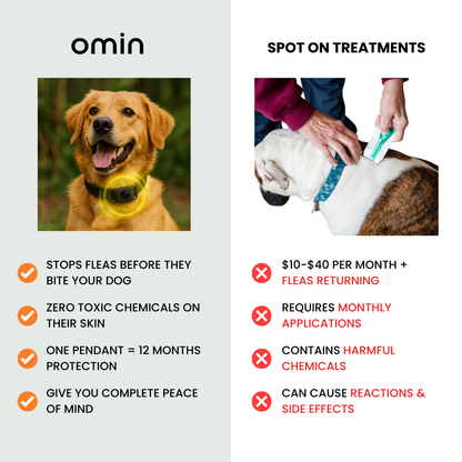 Stop Letting Your Furry Friend Suffer From Painful Fleas and Ticks