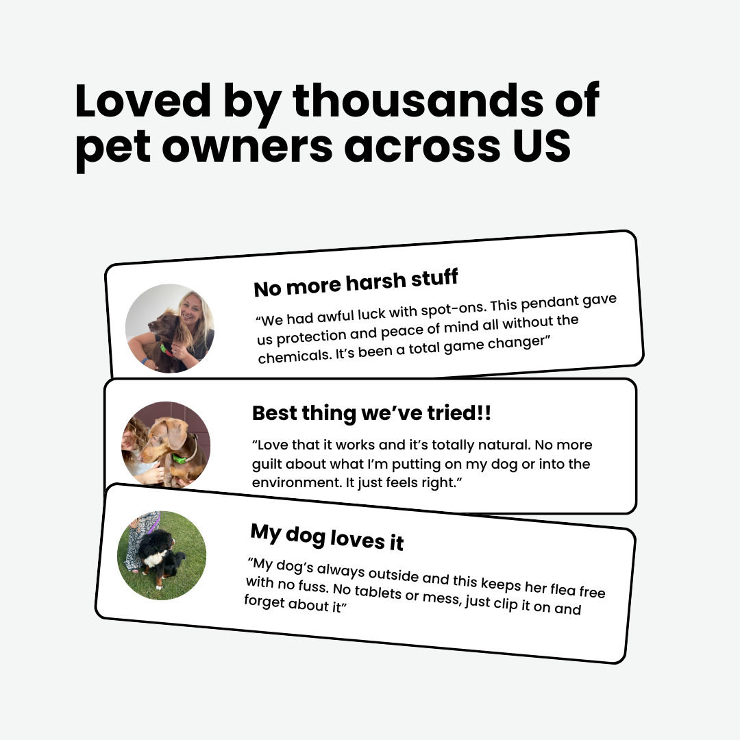 Stop Letting Your Furry Friend Suffer From Painful Fleas and Ticks