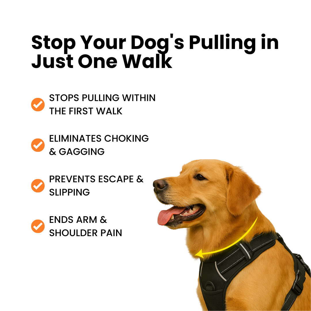 Protect Your Dog's Neck & Spine From Permanent Damage